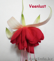 Фуксии сортовые - Изображение #1, Объявление #1561427