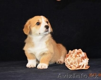 Вельш Корги Пемброк щенки питомник «Nivas Joy»  - Изображение #3, Объявление #1582538