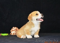 Вельш Корги Пемброк щенки питомник «Nivas Joy»  - Изображение #2, Объявление #1582538
