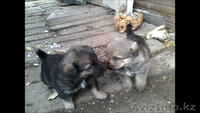 Дарю  щенков-кобельков. - Изображение #1, Объявление #1588697
