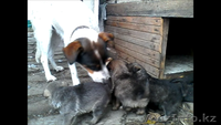 Дарю  щенков-кобельков. - Изображение #3, Объявление #1588697