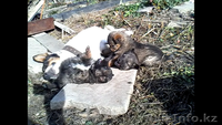 Дарю  щенков-кобельков. - Изображение #4, Объявление #1588697