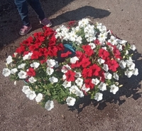 Петунья Ампельная Голландская (сурфиния) - Изображение #2, Объявление #1658936