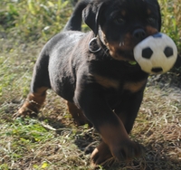 Питомниковые щенки ротвейлера - Изображение #2, Объявление #1693735