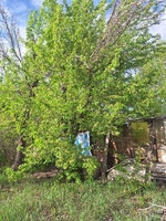 продаю дачу р-он Сабурханской ЦОФ - Изображение #4, Объявление #1748907