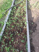 продаю дачу р-он Сабурханской ЦОФ - Изображение #3, Объявление #1748907