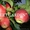 Наиболее хорошие яблоки из Польши - очень большой опт !!! - Изображение #1, Объявление #377411