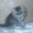 Породистые котята - Изображение #1, Объявление #464026