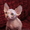 Алматы Казахстан питомник Silvia донские  и канадские сфинксы котята #544423