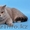 Британские голубые котята,  Караганда #587843