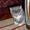отдам в хорошие руки котенка девочку окрас-дымчатый с белыми лапками приучена к  - Изображение #1, Объявление #587090