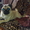 Продам щенка мопса - Изображение #1, Объявление #630984