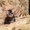 Продаю персидских и экзотических котят, Караганда - Изображение #3, Объявление #275898
