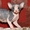 Котята канадского сфинкса ДОСТАВКА - Изображение #1, Объявление #688405