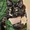 продаются котята породы Мейн Кун от титулованных родителей - Изображение #1, Объявление #869745
