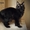 продаются котята породы Мейн Кун от титулованных родителей - Изображение #2, Объявление #869745