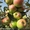 Яблоки зимние( Синап орловский и северный) #955296