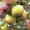 Яблоки зимние( Синап орловский и северный) - Изображение #3, Объявление #955296