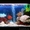 Обслуживание аквариумов в г. Караганда  - Изображение #6, Объявление #843615