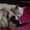Пристраивается кошка и 4 котенка - Изображение #1, Объявление #1134381