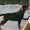 Элитные щенки ротвейлера от питомника Stepnye Kasatki - Изображение #5, Объявление #1201197