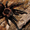 Продаю малышей L2-4 пауков птицеедов вида Brachypelma vagans - Изображение #3, Объявление #1244936