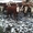 Коровы , быки  с родословной - Изображение #6, Объявление #1243989