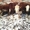 Коровы , быки  с родословной - Изображение #9, Объявление #1243989