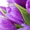 Тюльпаны оптом и в розницу - Изображение #1, Объявление #1368245