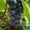 Саженцы винограда сортов Алёшенькин и Зилга - Изображение #4, Объявление #1401288