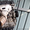 Двигатель G4KC 2.4 для Hyundai SONATA (СОНАТА)  - Изображение #4, Объявление #1461174