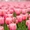 Тюльпаны оптом Казахстан - Изображение #9, Объявление #1530758