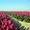 Тюльпаны оптом Казахстан #1530758