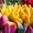 Тюльпаны оптом Казахстан - Изображение #5, Объявление #1530758