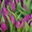 Тюльпаны оптом Казахстан - Изображение #3, Объявление #1530758
