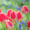 Тюльпаны оптом Казахстан - Изображение #10, Объявление #1530758