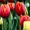 Тюльпаны оптом Казахстан - Изображение #8, Объявление #1530758