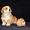 Вельш Корги Пемброк щенки питомник «Nivas Joy»  - Изображение #3, Объявление #1582538