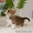 Вельш Корги Пемброк щенки питомник «Nivas Joy»  - Изображение #7, Объявление #1582538