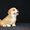 Вельш Корги Пемброк щенки питомник «Nivas Joy»  - Изображение #2, Объявление #1582538