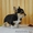 Вельш Корги Пемброк щенки питомник «Nivas Joy»  - Изображение #5, Объявление #1582538