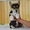 Вельш Корги Пемброк щенки питомник «Nivas Joy»  - Изображение #4, Объявление #1582538