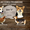 Вельш Корги Пемброк щенки питомник «Nivas Joy»  #1582538