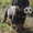 Питомниковые щенки ротвейлера - Изображение #2, Объявление #1693735