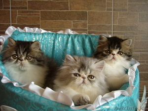 Персидские котята от лучшего перса Казахстана - Изображение #1, Объявление #106295