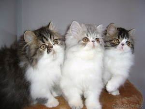 Персидские котята от лучшего перса Казахстана - Изображение #2, Объявление #106295