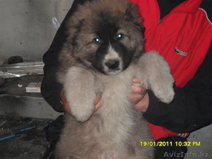 Продам щенка кавказской овчарки - Изображение #2, Объявление #202340