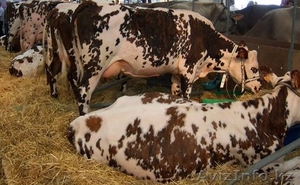 Продам натуральные молоко (+ молочные продукции) 