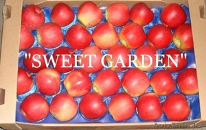 Наиболее хорошие яблоки из Польши - очень большой опт !!! - Изображение #3, Объявление #377411