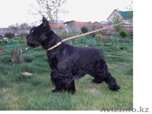 В Омске щенки ризеншнауцера